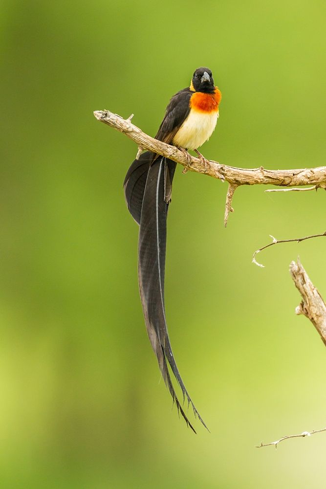 Africa-Tanzania-Tarangire National Park Paradise whydah bird on limb